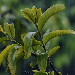 Tunafreya Nox'filet by Archie Cropped